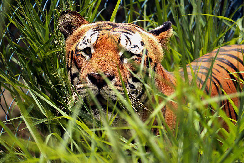Harimau (commons.wikimedia.org/Raghupraveera)