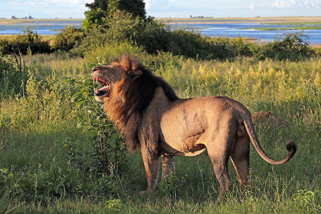 Singa (commons.wikimedia.org/Charles J. Sharp)