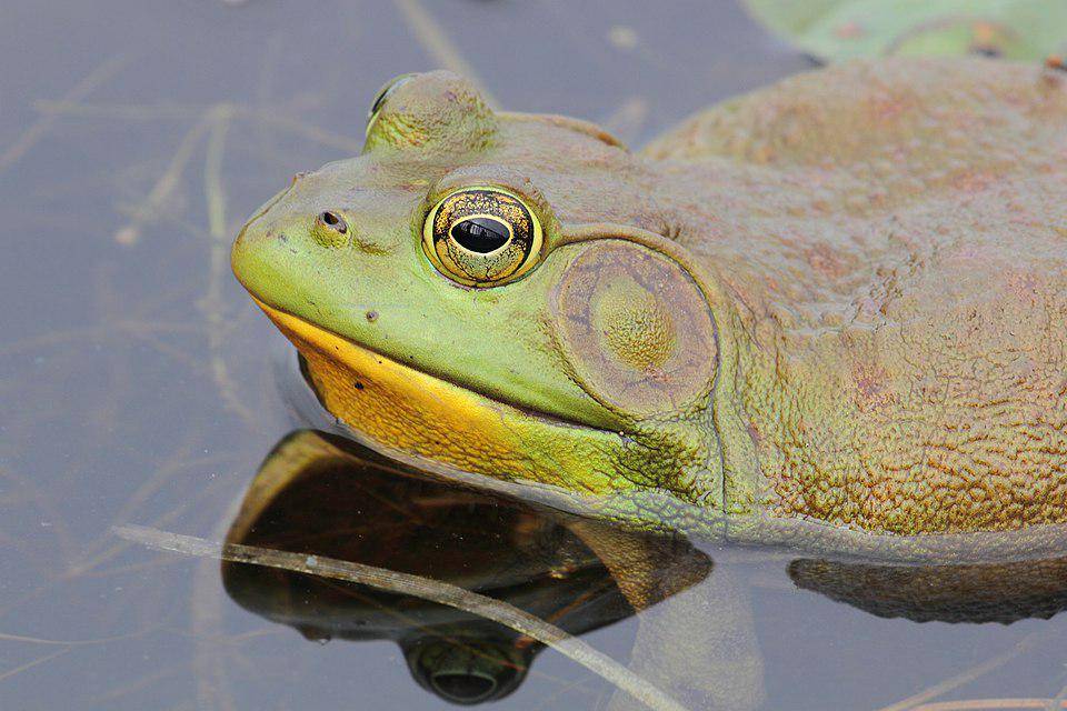 katak lembu amerika jantan di Kanada (commons.wikimedia.org/Cephas)
