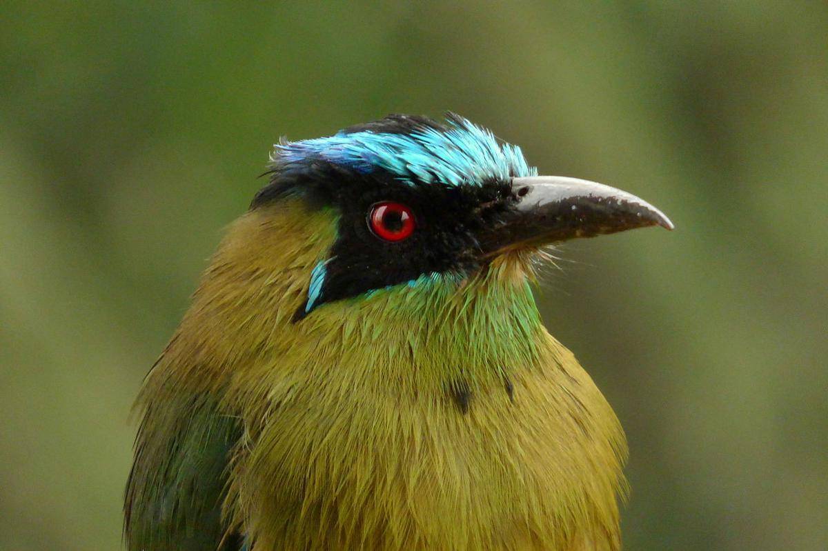 motmot andes