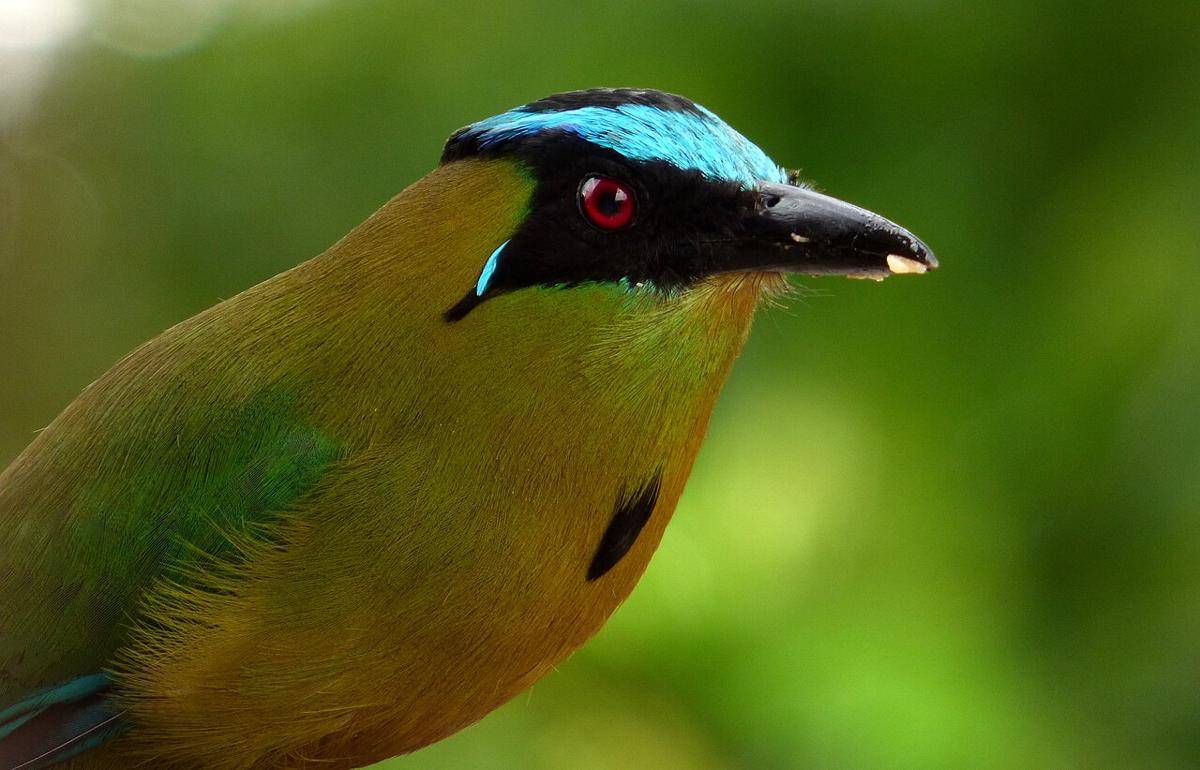 motmot andes