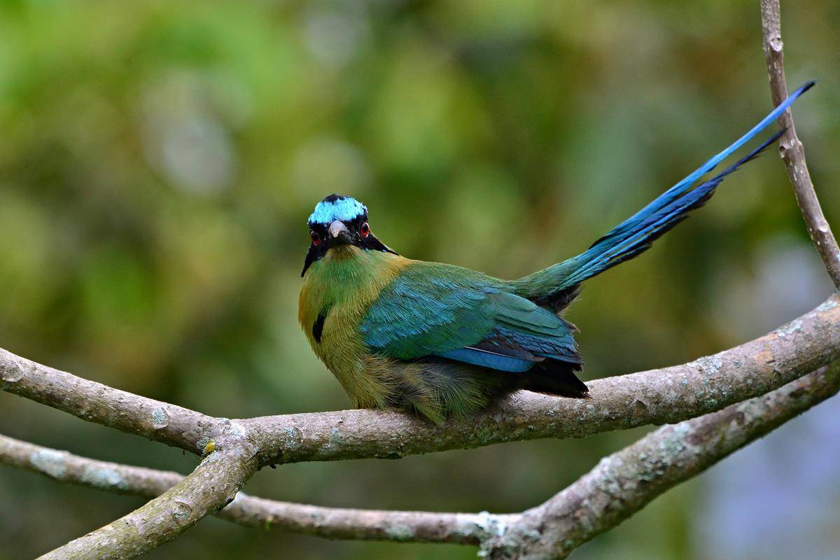 motmot andes