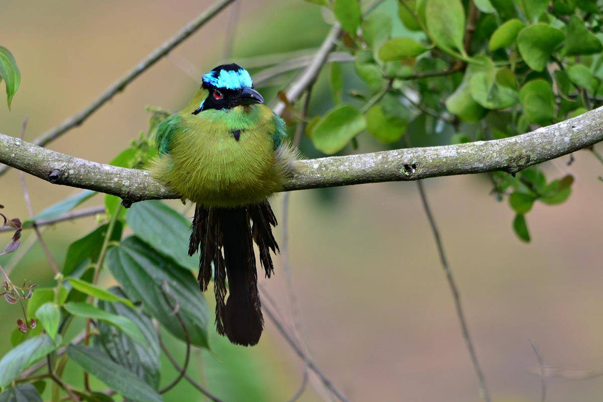 motmot andes