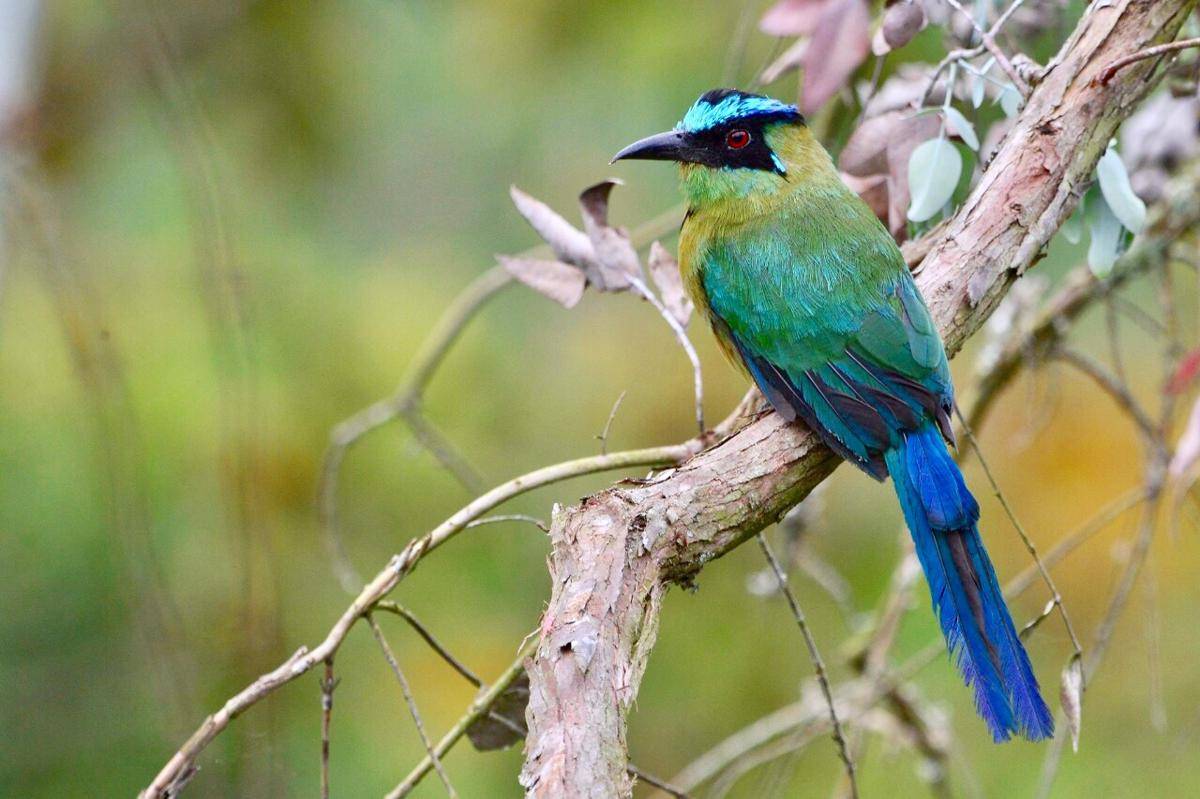 motmot andes