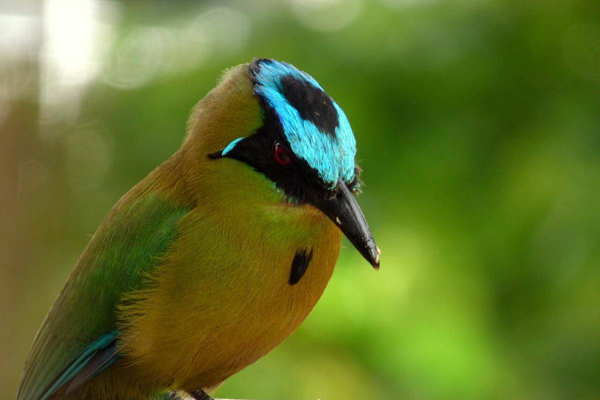 motmot andes