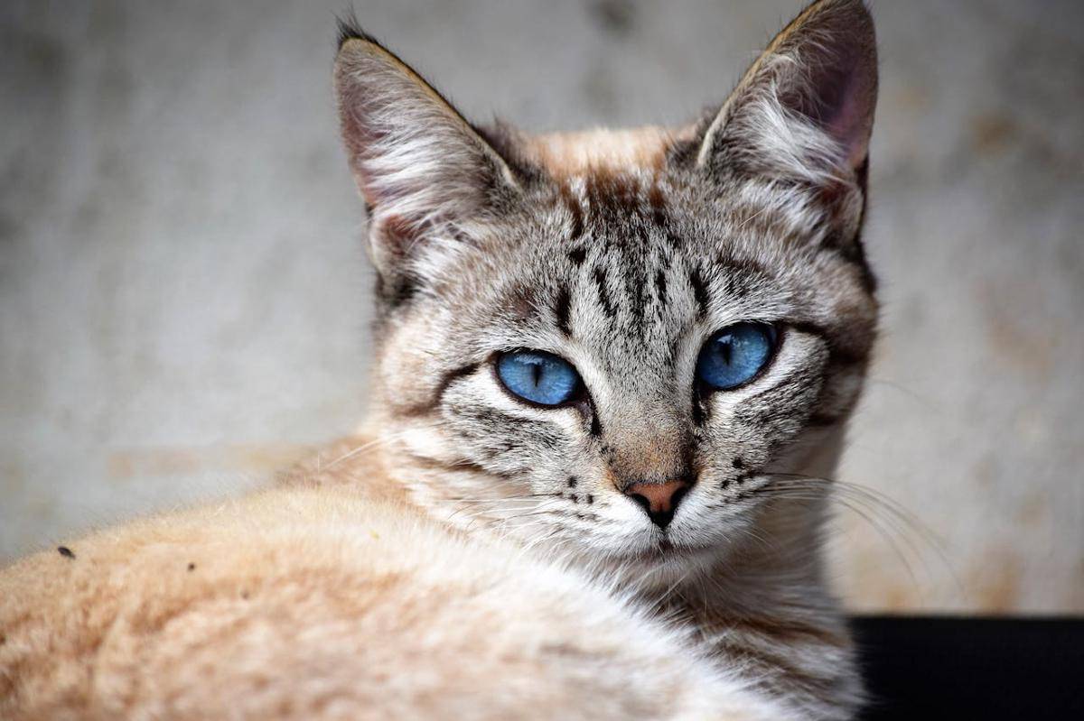 Langka dan Bermata Biru, Ini 5 Fakta Unik Kucing Ojos Azules!