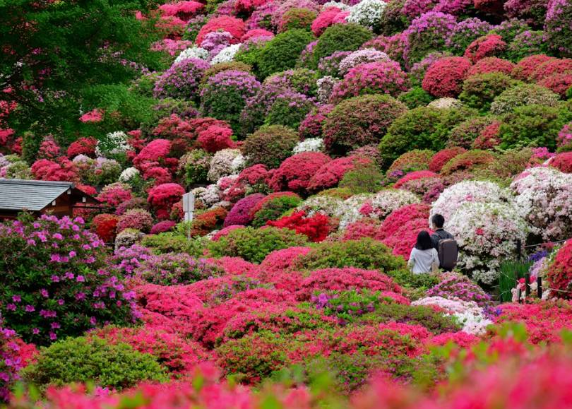 4 Hidden Gems di Tokyo yang Ketenangannya Bikin Betah!