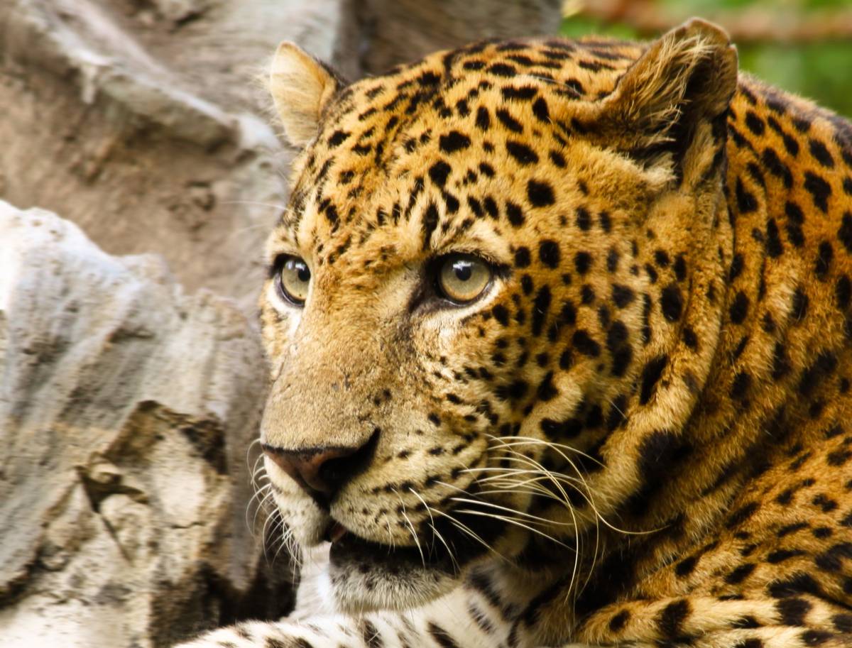 macan tutul jawa (commons.wikimedia.org/Anaxibia)
