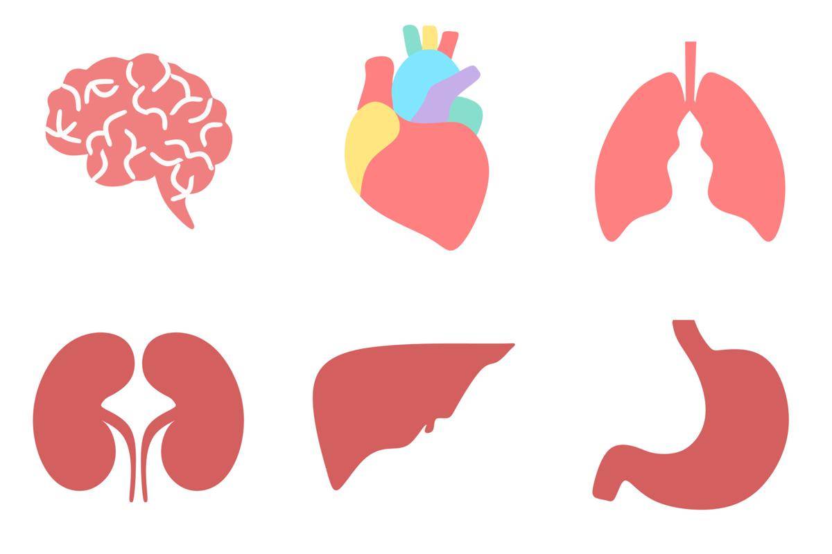 [QUIZ] Kalau Kamu adalah Organ Tubuh, Kamu Cocok Jadi Apa?