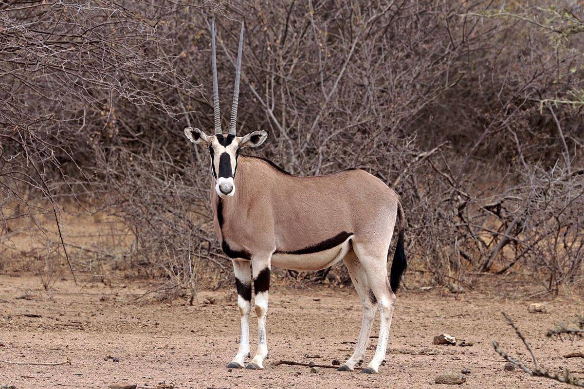 ilustrasi oryx beisa