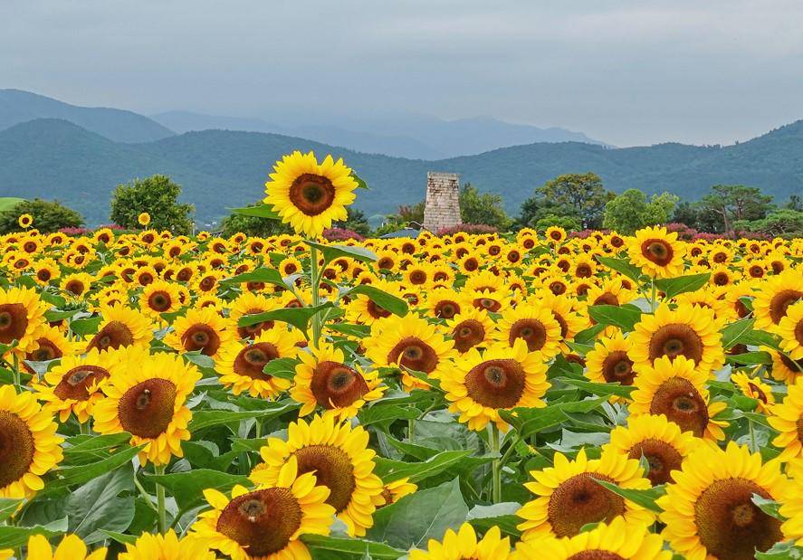 potret Cheomseongdae Sunflower di Korea Selatan (gyeongju.go.kr)