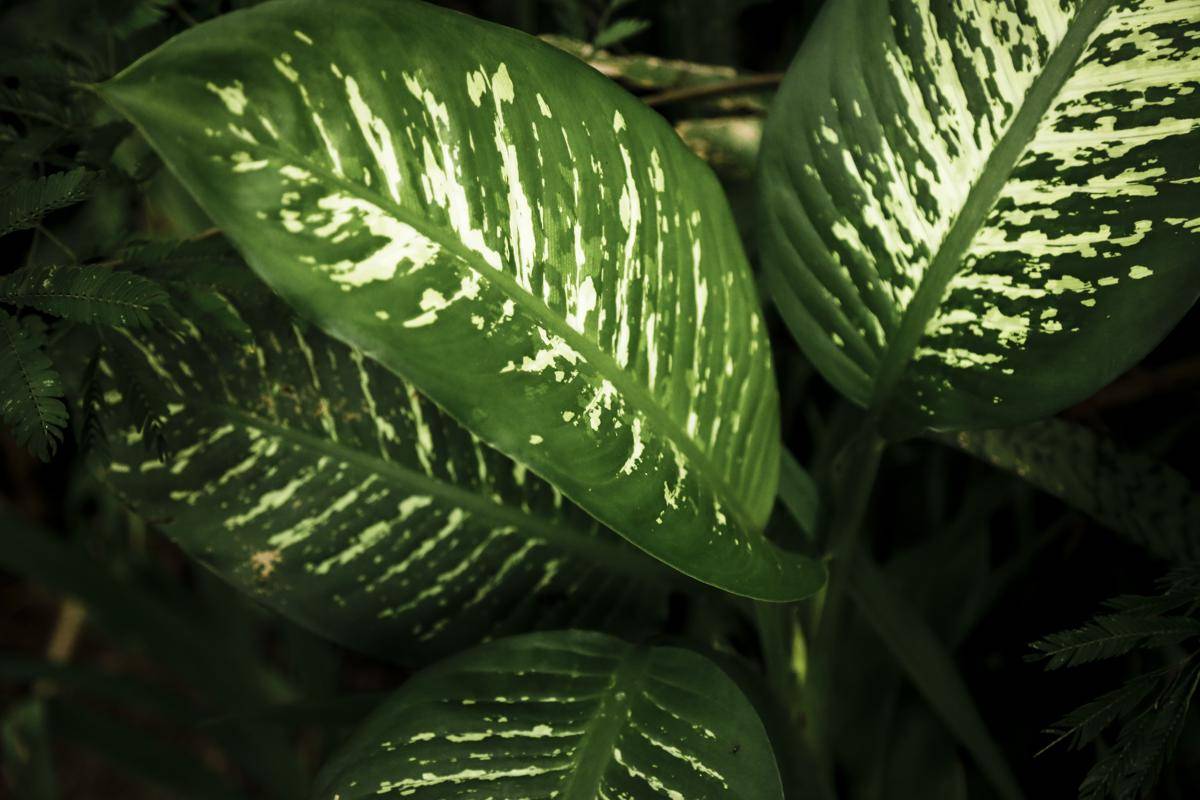 ilustrasi Dieffenbachia (freepik.com/Freepik)