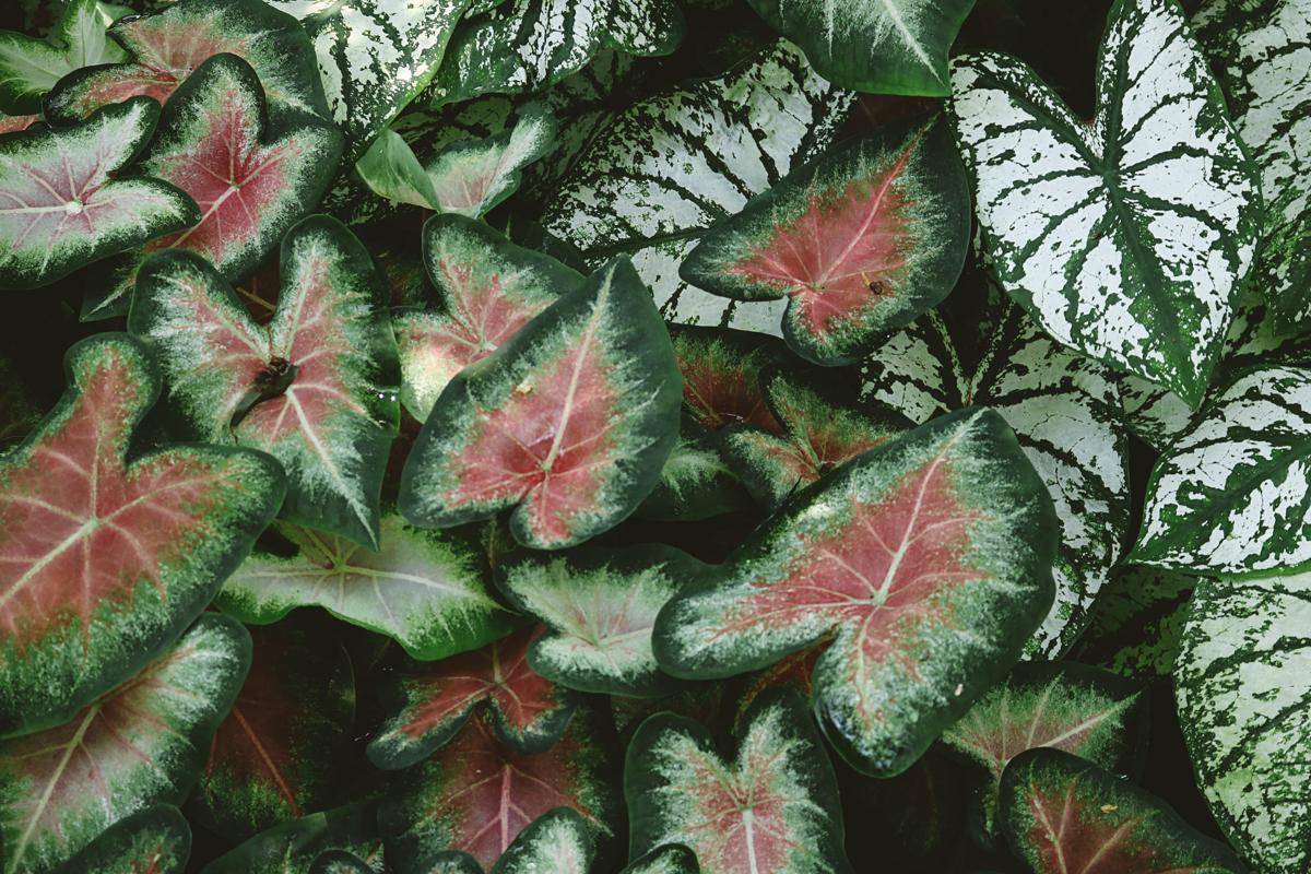 ilustrasi caladium (freepik.com/Mdsnmdsnmdsn )