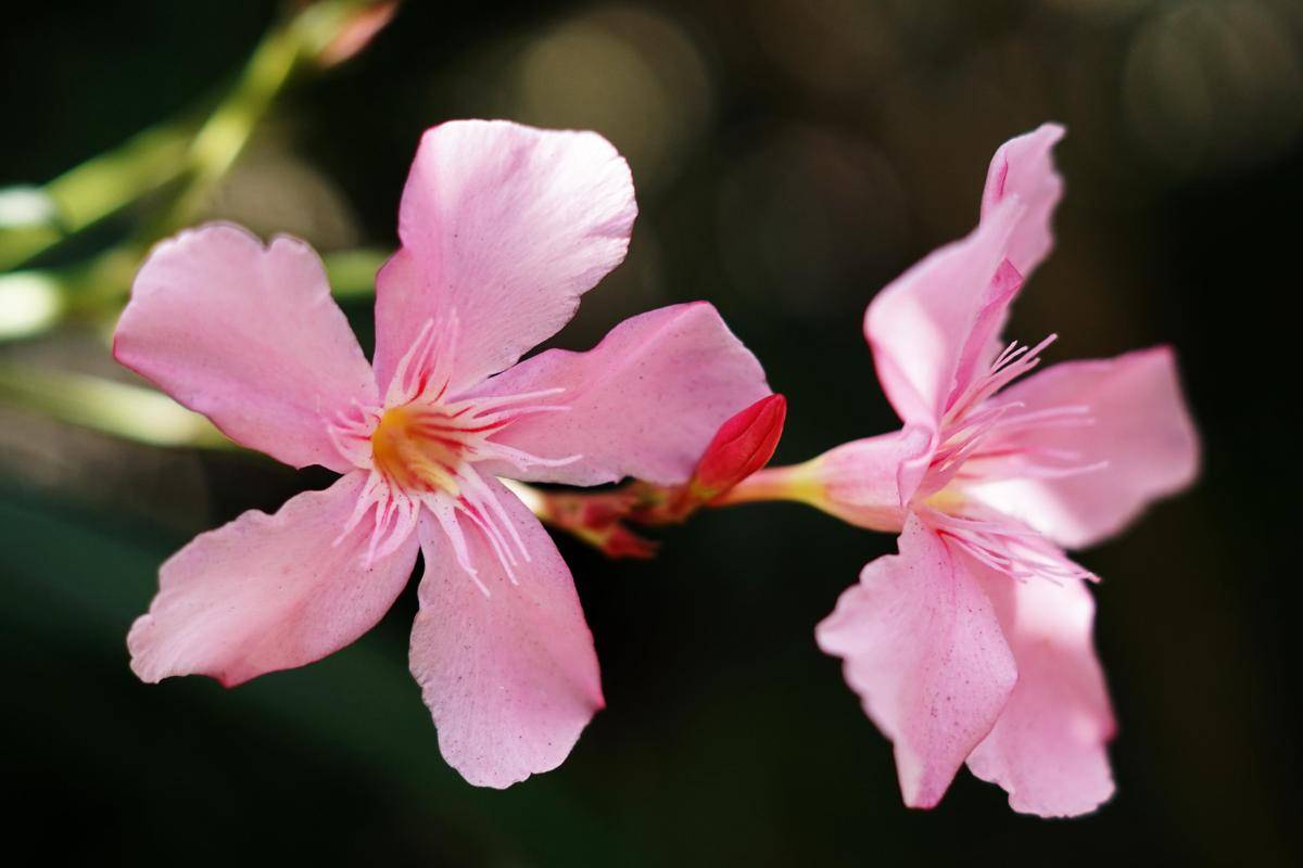 ilustrasi oleander (freepik.com/Wirestock )