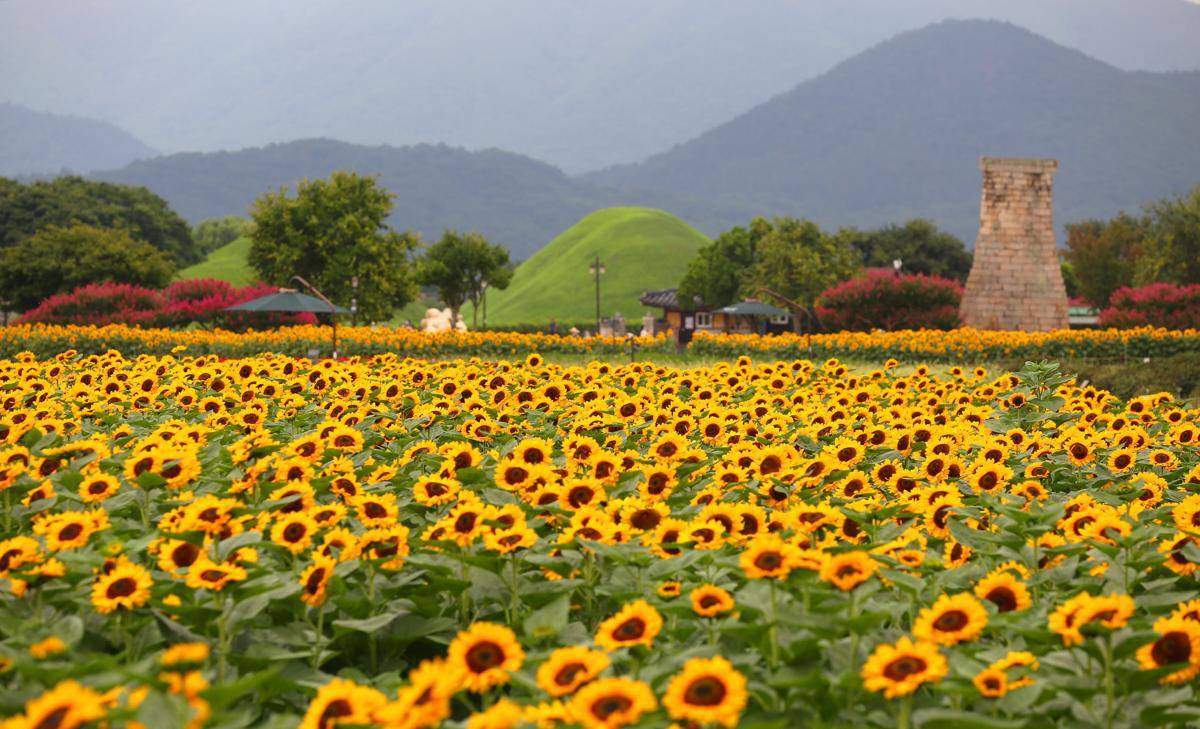 potret Cheomseongdae Sunflower di Korea Selatan (gyeongju.go.kr)