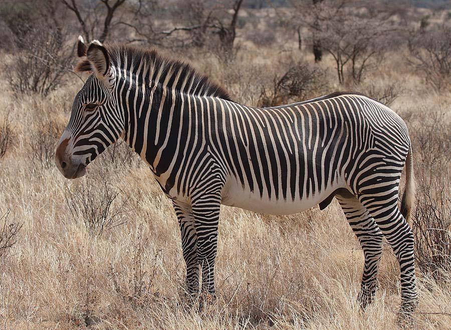 ilustrasi zebra grevy