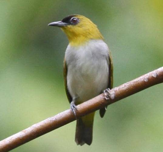 Burung Kacamata Togian