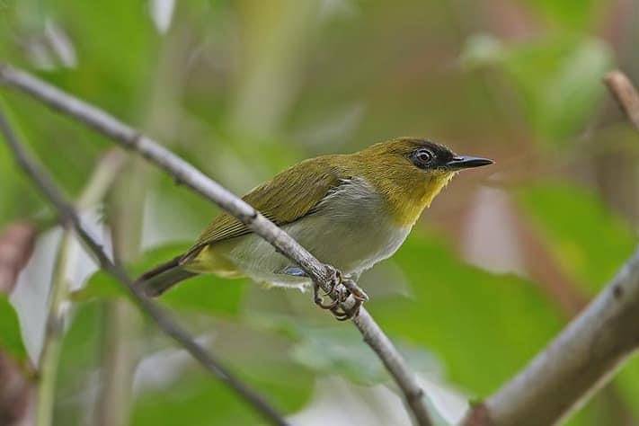 Burung Kacamata Togian