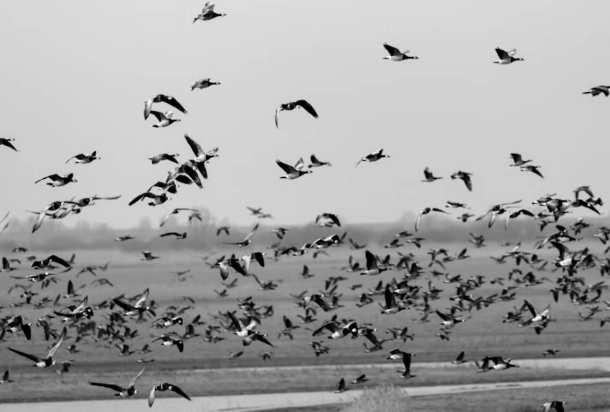 potret migrasi burung (unsplash.com/Haberdoedas)