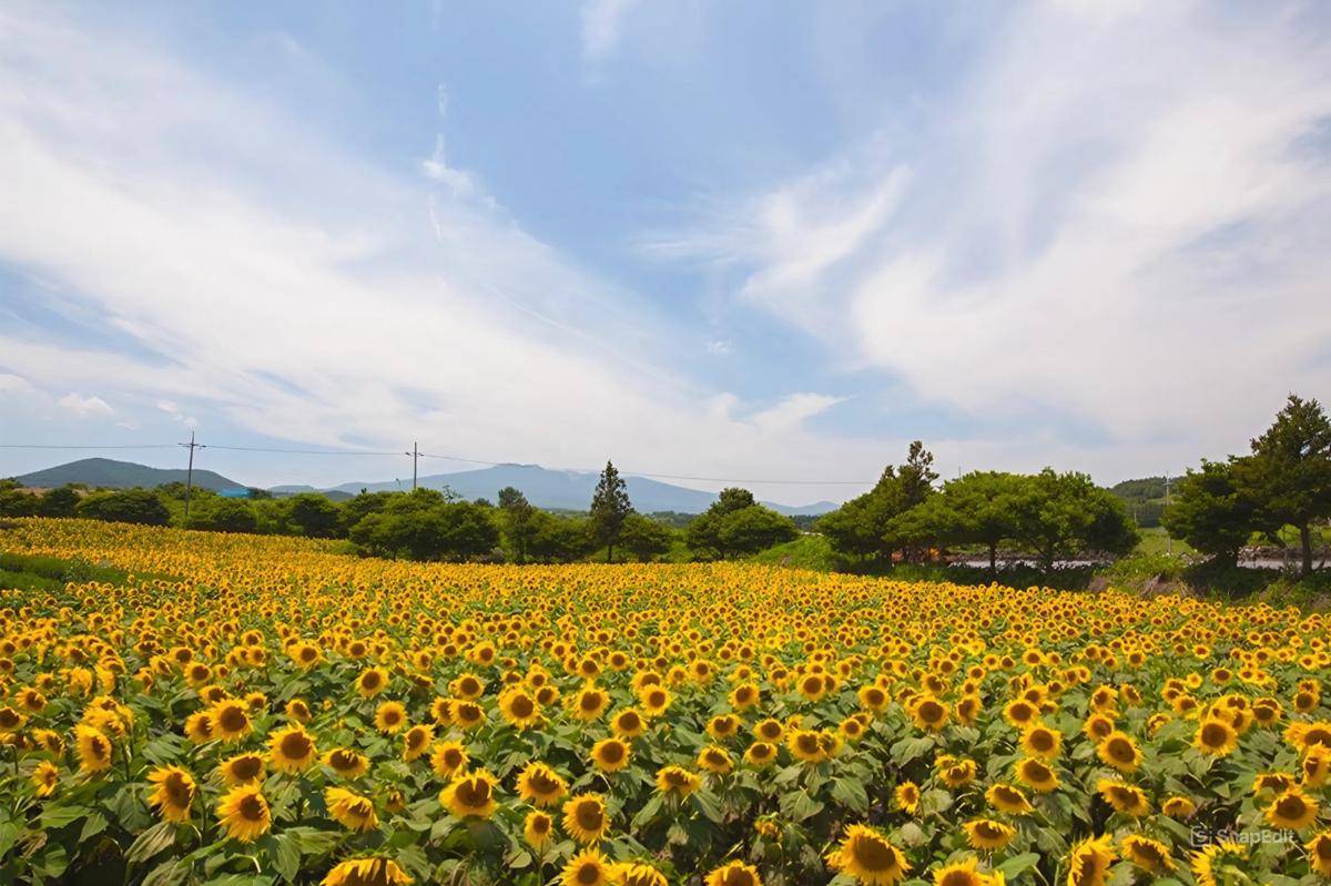 potret Kim Kyoung Sunflower Farm di Korea Selatan (trip.com)