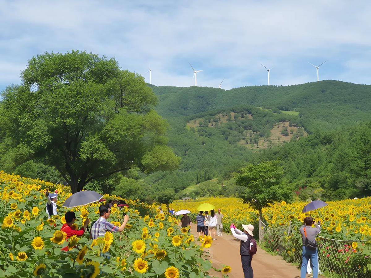 potret Taebaek Sunflower Festival di Korea Selatan (sunflowerfestival.co.kr)