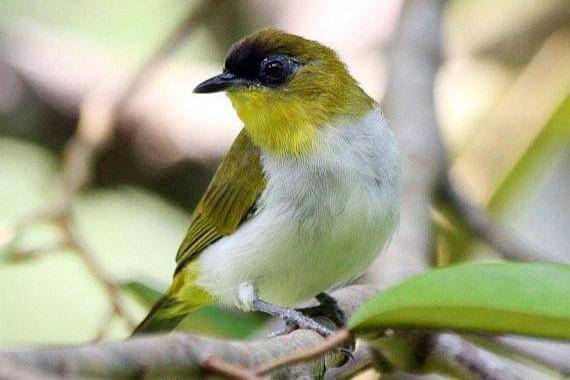 Burung Kacamata Togian