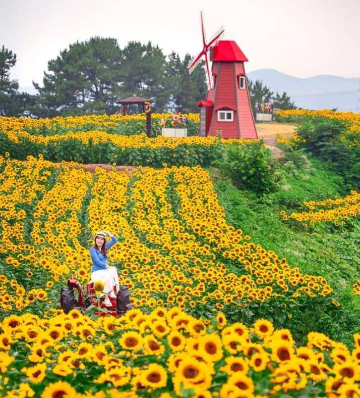potret Gangju Sunflower Festival di Korea Selatan (instagram.com/melody_yeon)