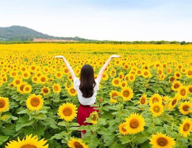 potret Haenam Sunflower Farm di Korea Selatan (instagram.com/violet_0826)