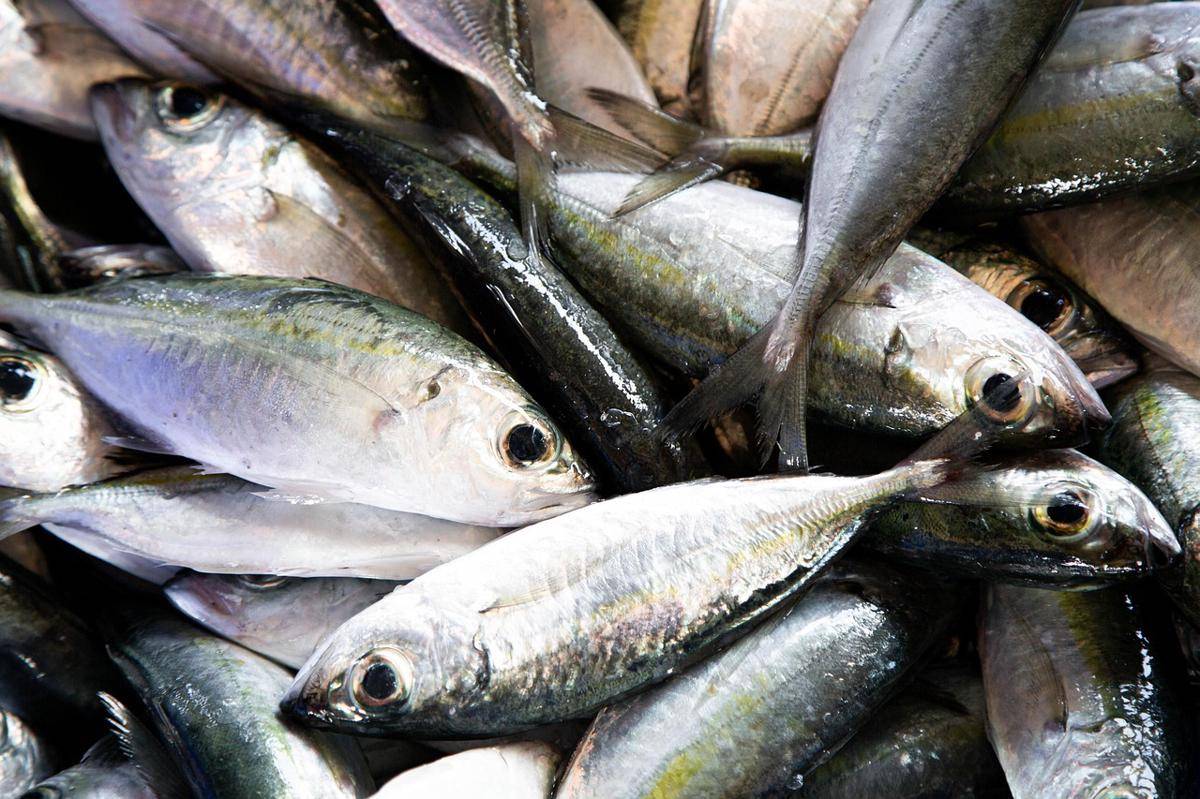 Ilustrasi ikan kembung segar 