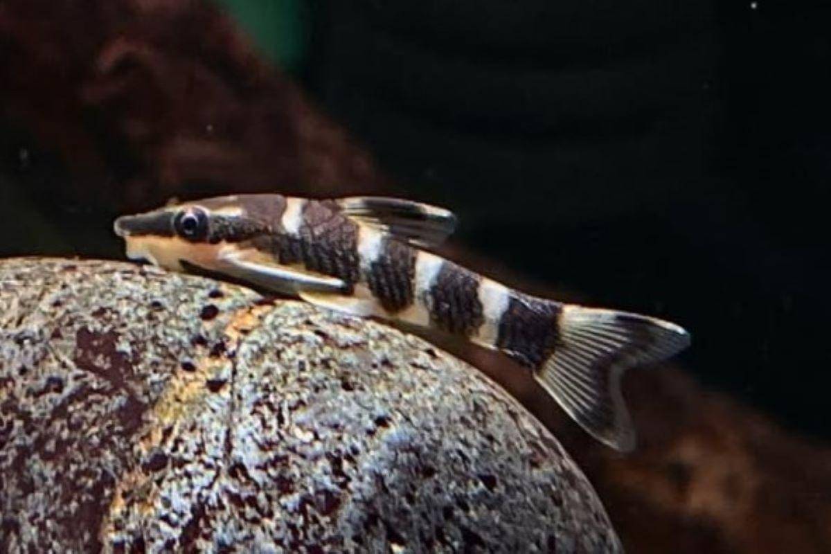Ikan Zebra Oto