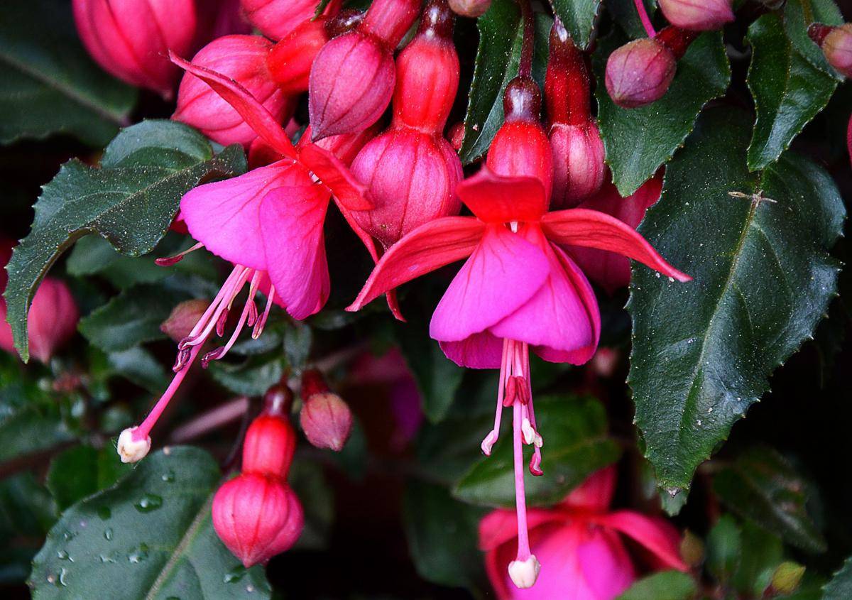 Tanaman Fuchsia