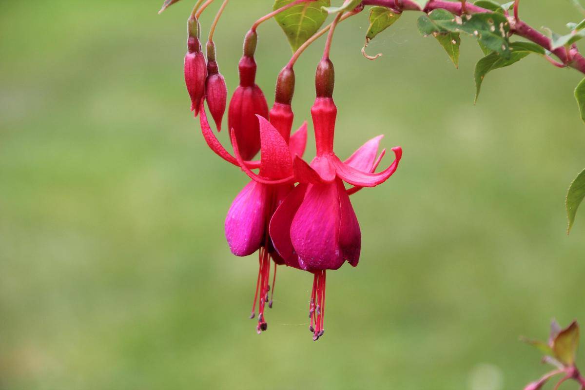 Tanaman Fuchsia