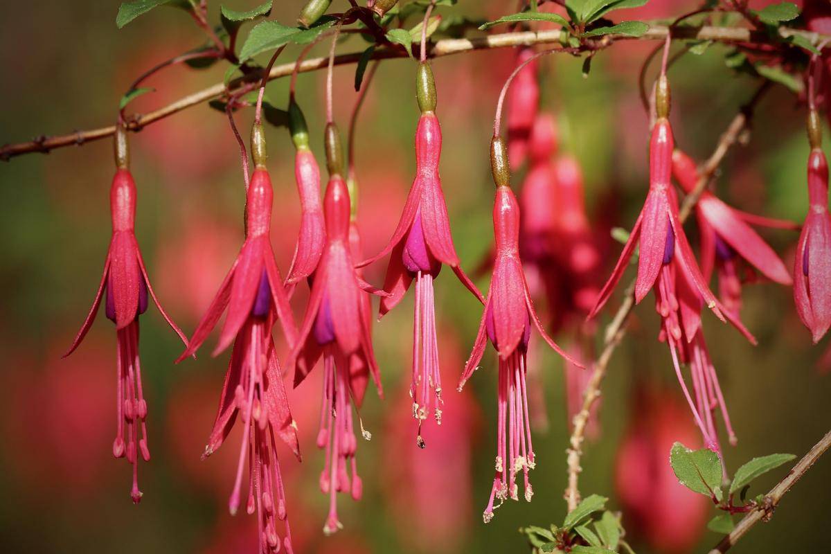 Tanaman Fuchsia
