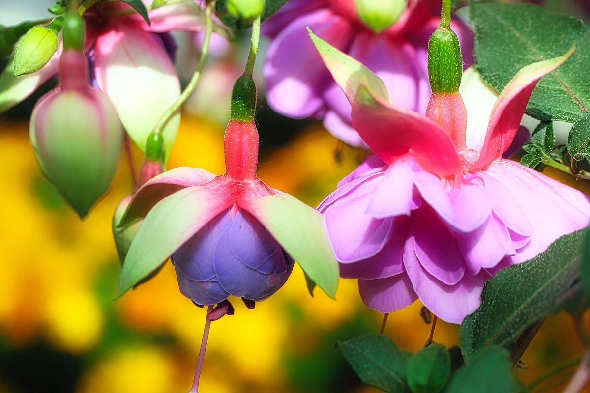 Tanaman Fuchsia