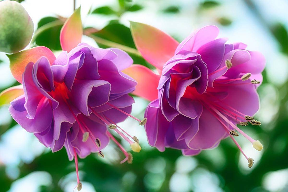 Tanaman Fuchsia