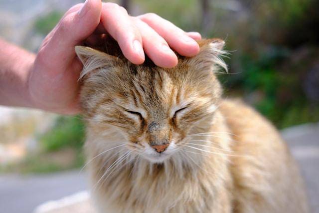 ilustrasi mengelus kepala kucing (unsplash.com/Jordan Durzi)