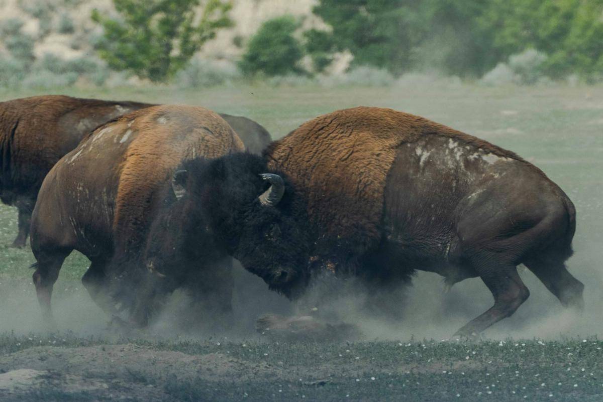 potret bison sedang bertarung (Unsplash.com/Richard Lee)