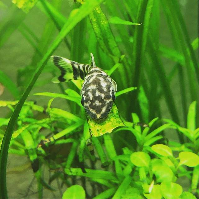 Ikan Zebra Oto
