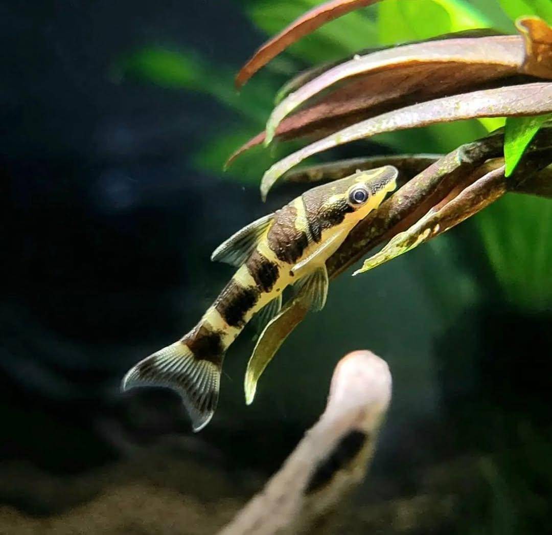 Ikan Zebra Oto