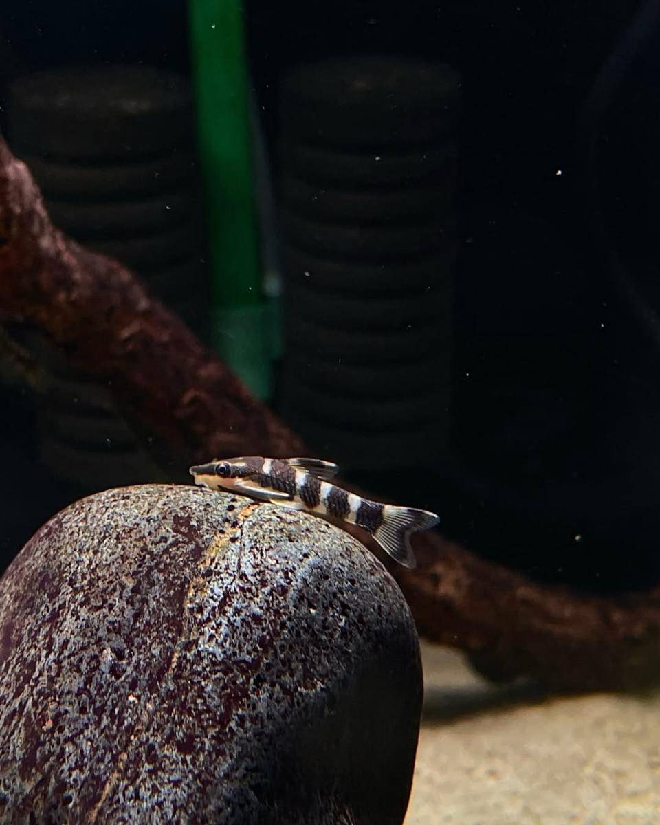 Ikan Zebra Oto
