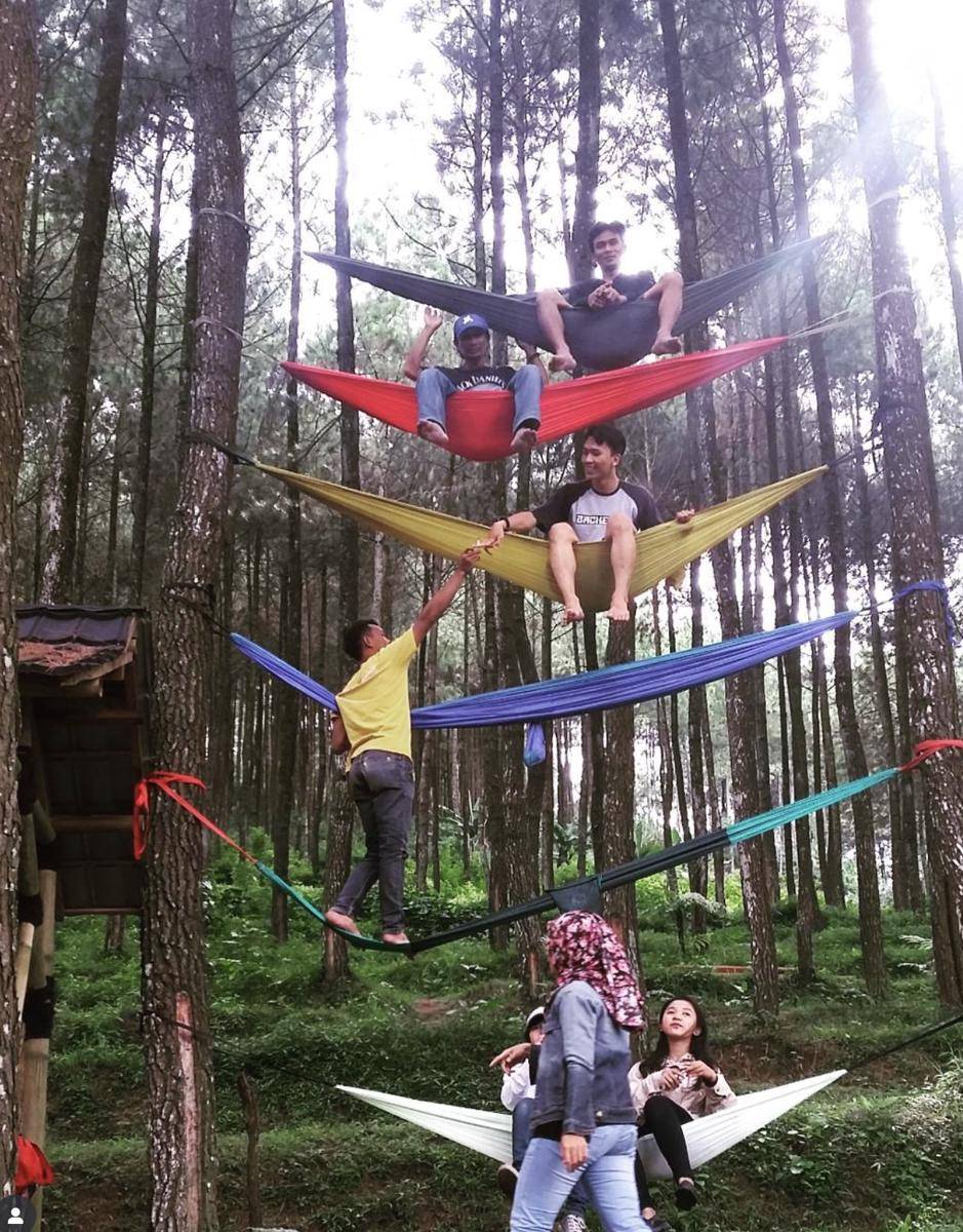 Wisata Pinus Panjang