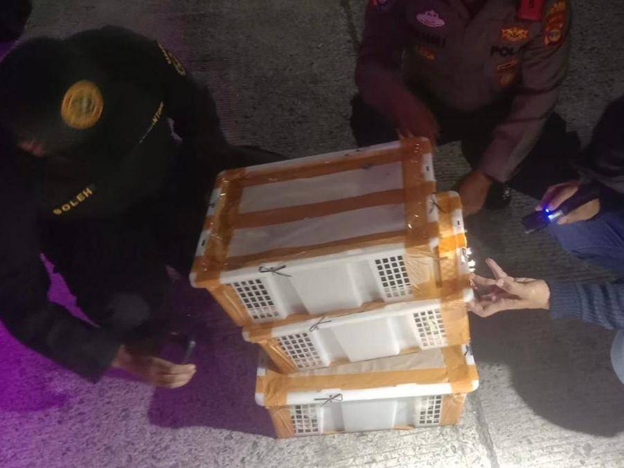 120 Burung Liar Tanpa Dokumen Disita Petugas di Pelabuhan Bakauheni