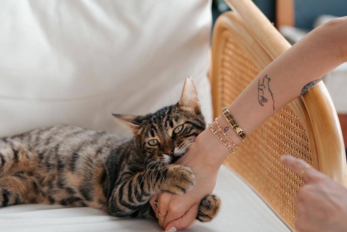 ilustrasi kucing menggigit (pexels.com/Esra Afşar)