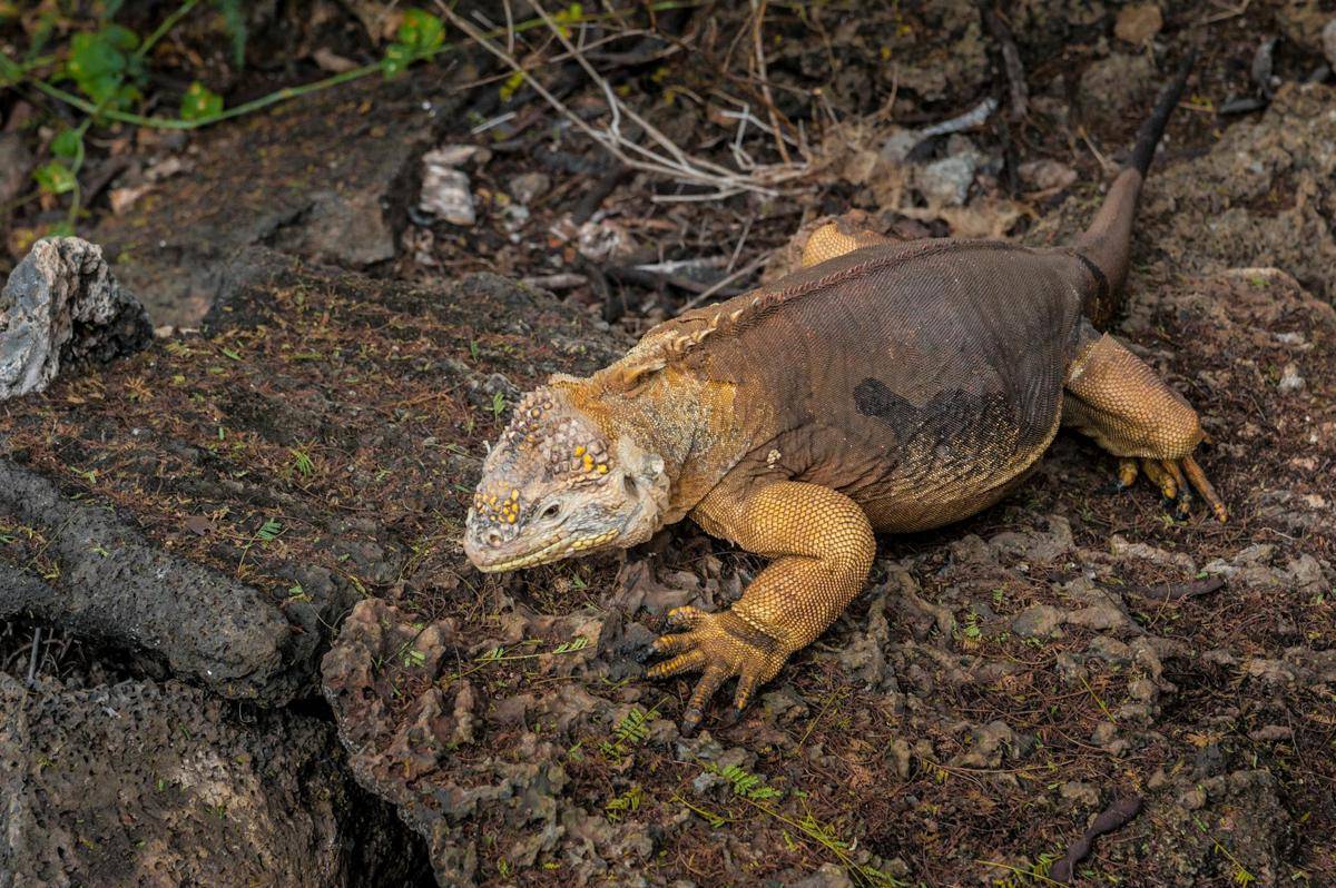 Iiustrasi iguana laut (pexels.com/tommy picone)