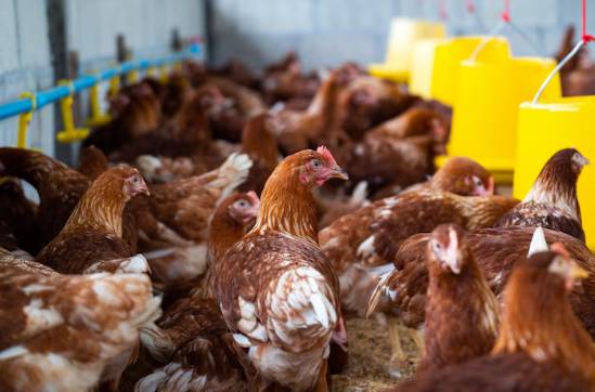 ilustrasi peternakan ayam (freepik.com/freepik