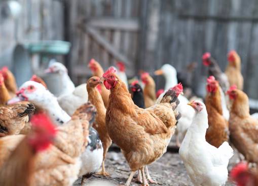 ilustrasi peternakan ayam (freepik.com/freepik