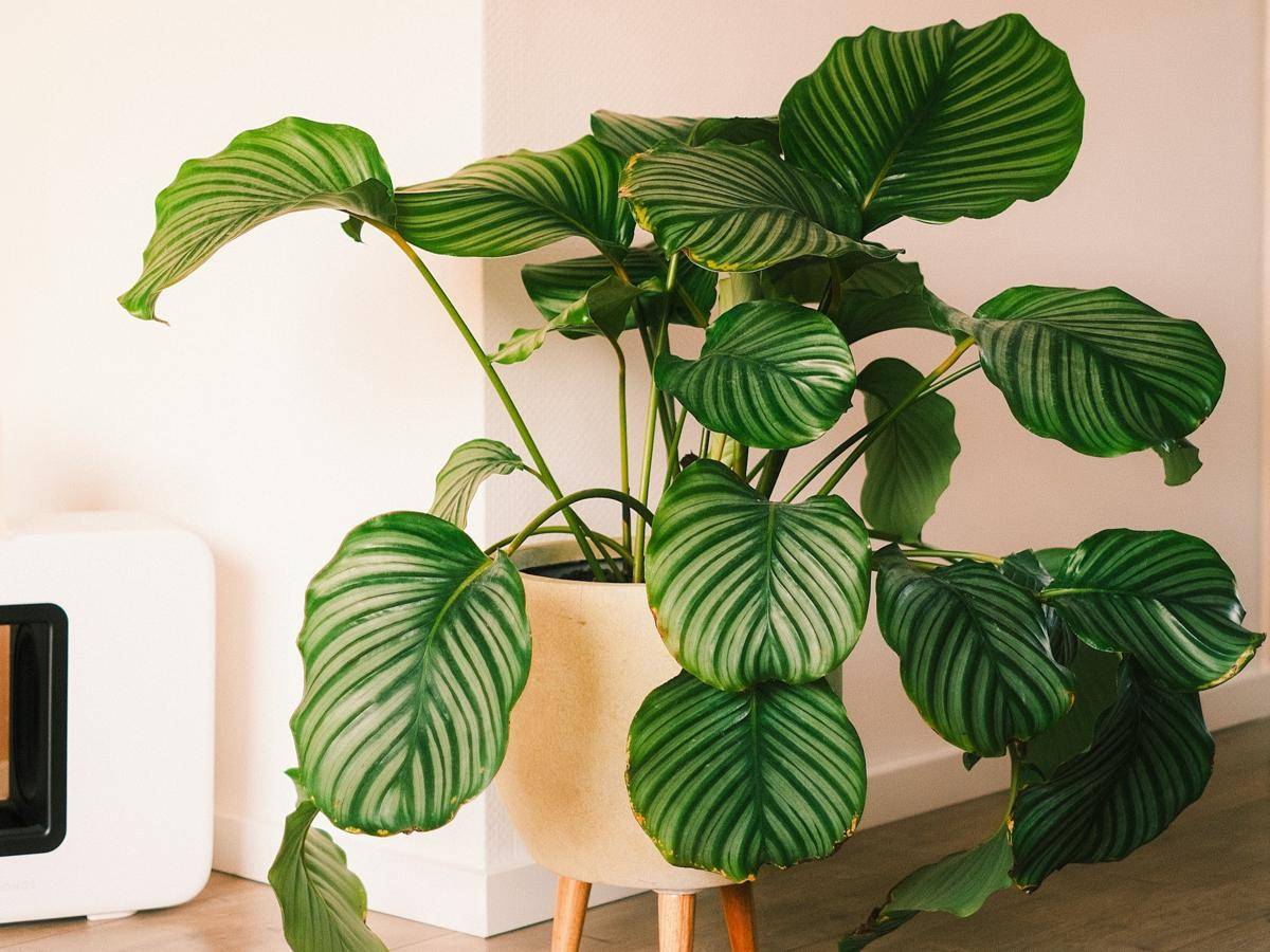 ilustrasi tanaman calathea orbifolia (unsplash.com/Ingmar)