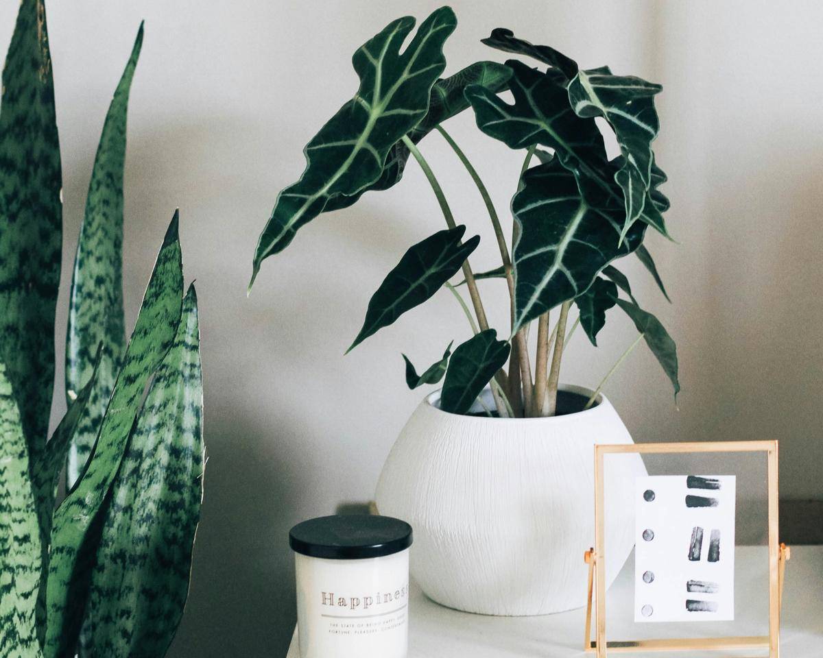ilustrasi tanaman alocasia polly (unsplash.com/Kara Eads)