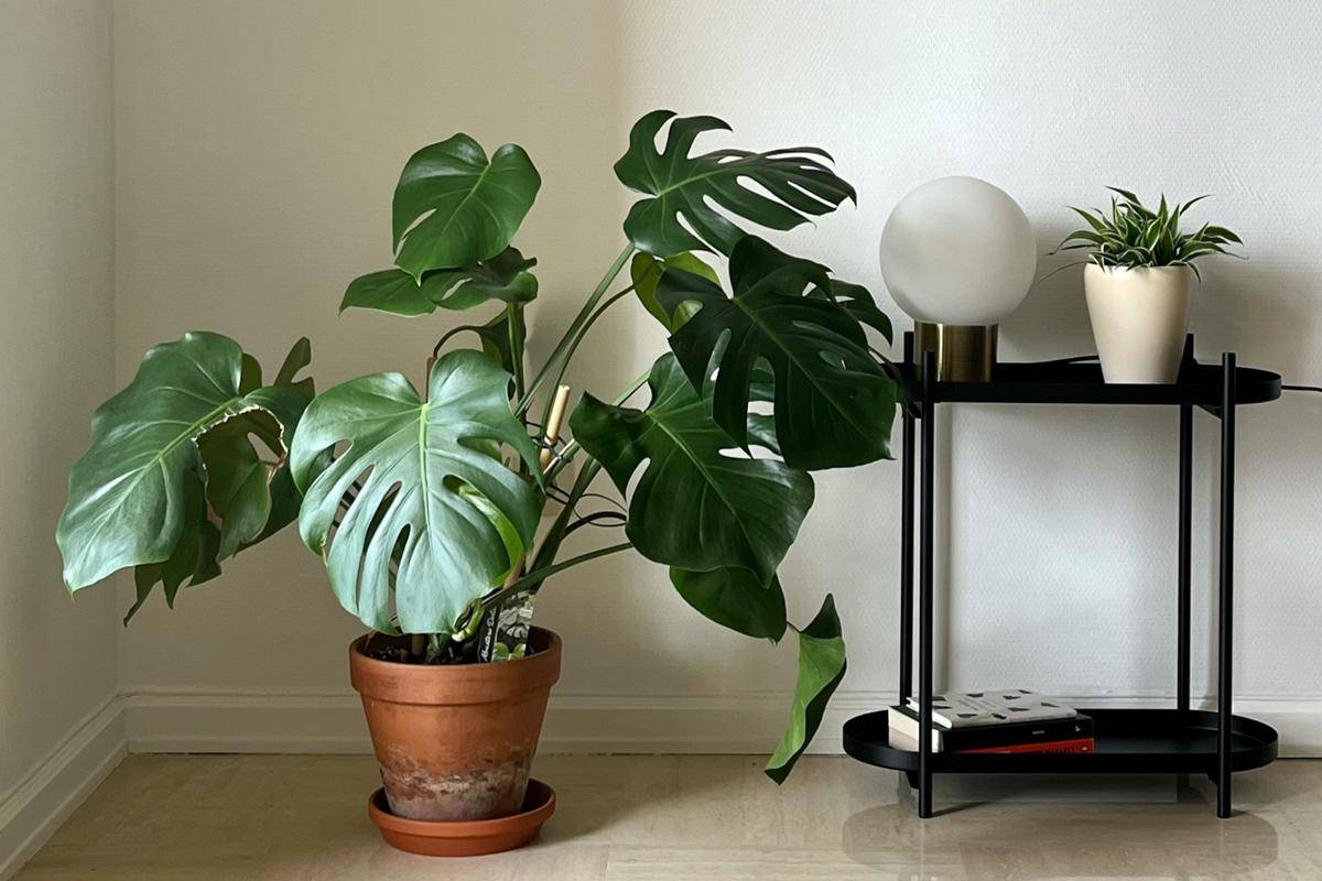 ilustrasi tanaman monstera deliciosa (unsplash.com/Marc Blue)