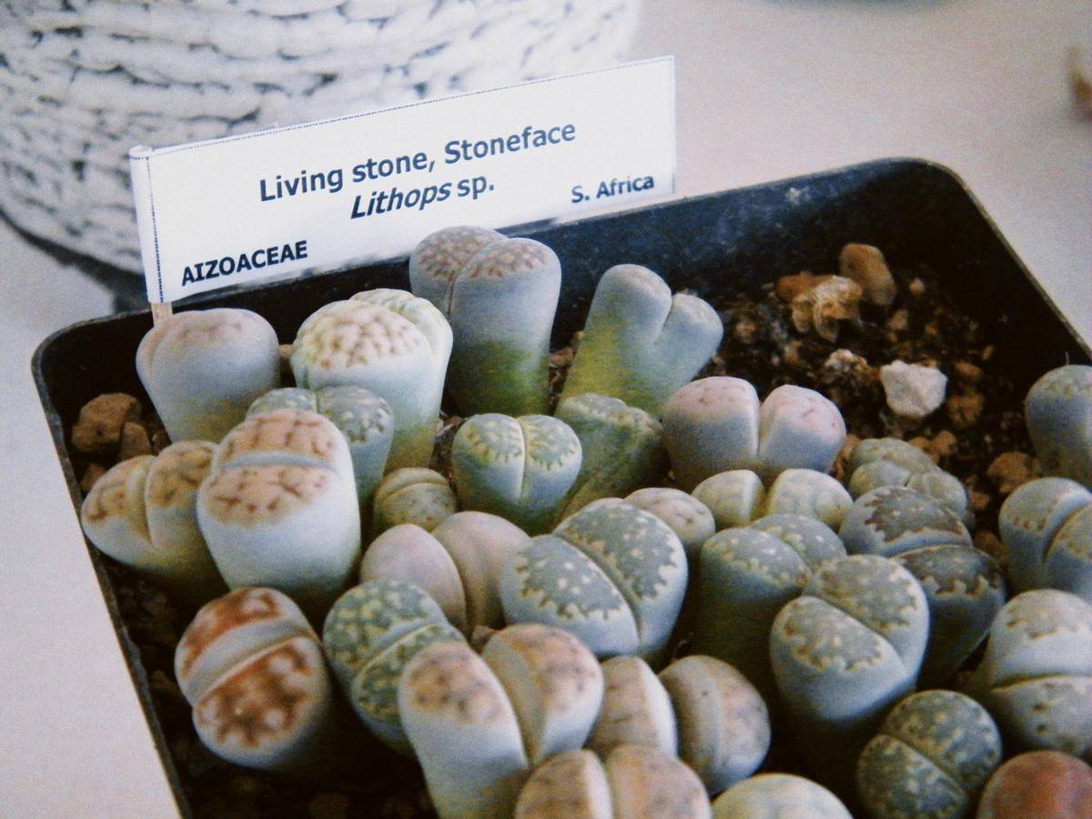 ilustrasi tanaman lithops (unsplash.com/summertrain)